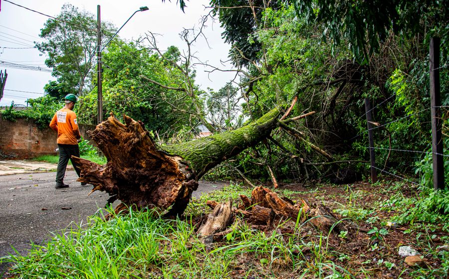 Clearing a fallen tree after a storm