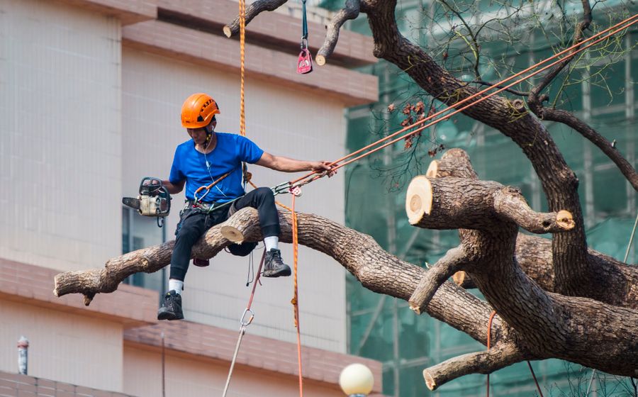 Arborist pruning tree branches with a chainsaw