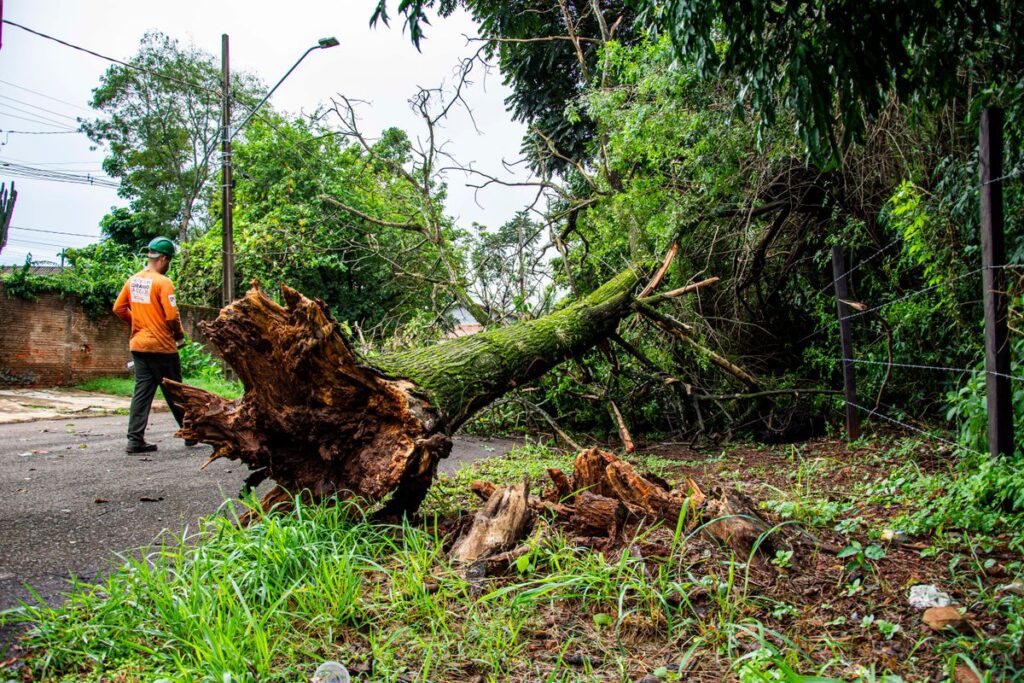 Worker clearing a fallen tree after a storm