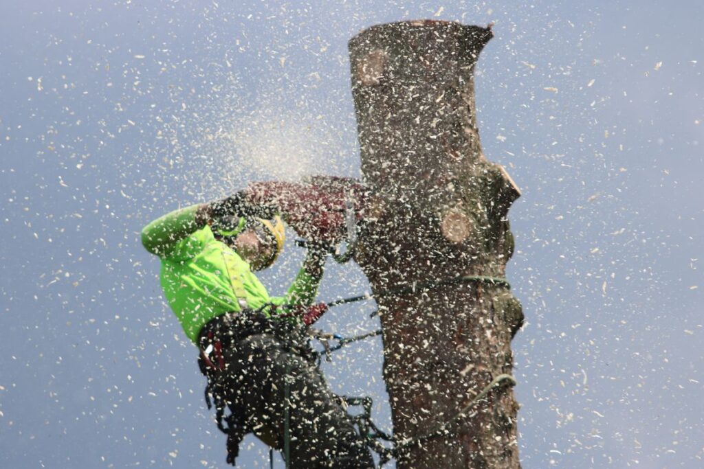 Arborist trimming a tree with a chainsaw
