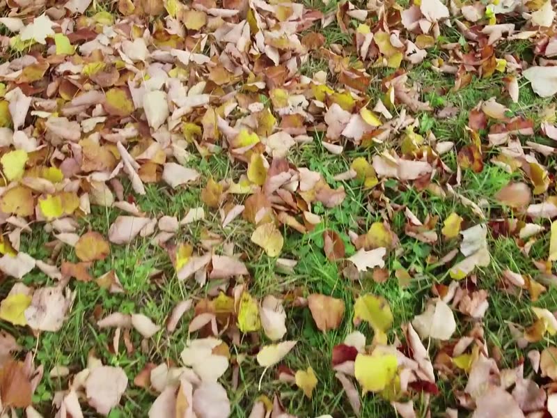 Autumn leaves being cleared from a green lawn during a fall cleanup